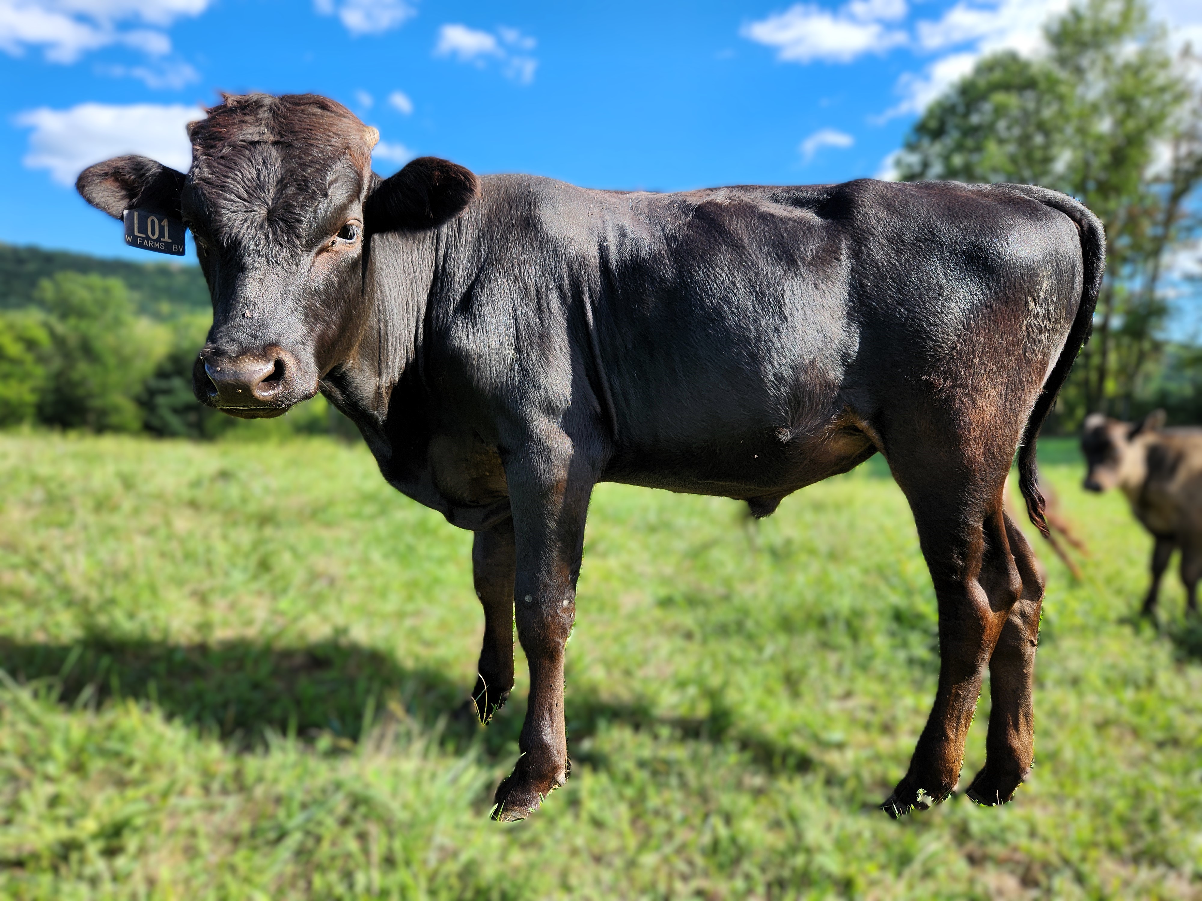 Wagyu Bulls